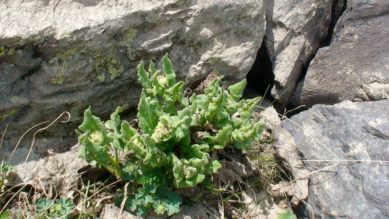 Image of Senecio taraxacifolius specimen.