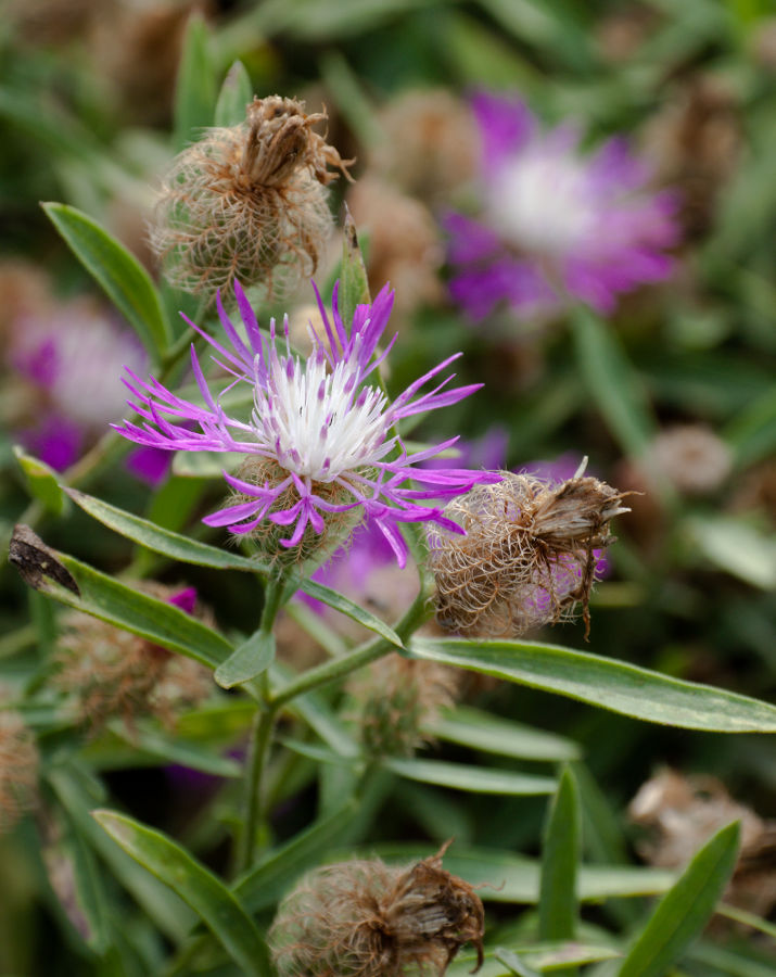 Изображение особи Centaurea trichocephala.