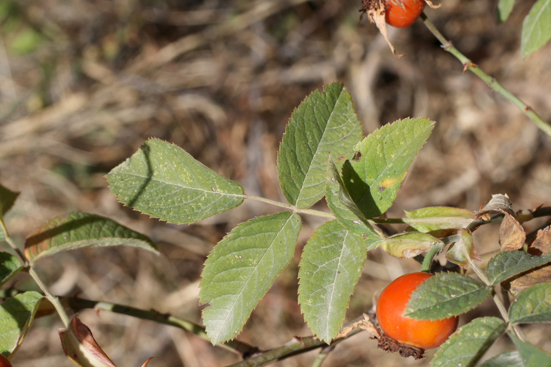 Image of Rosa arnoldii specimen.