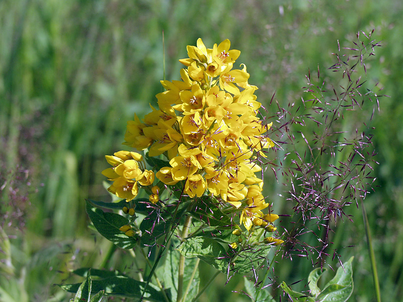 Изображение особи Lysimachia vulgaris.