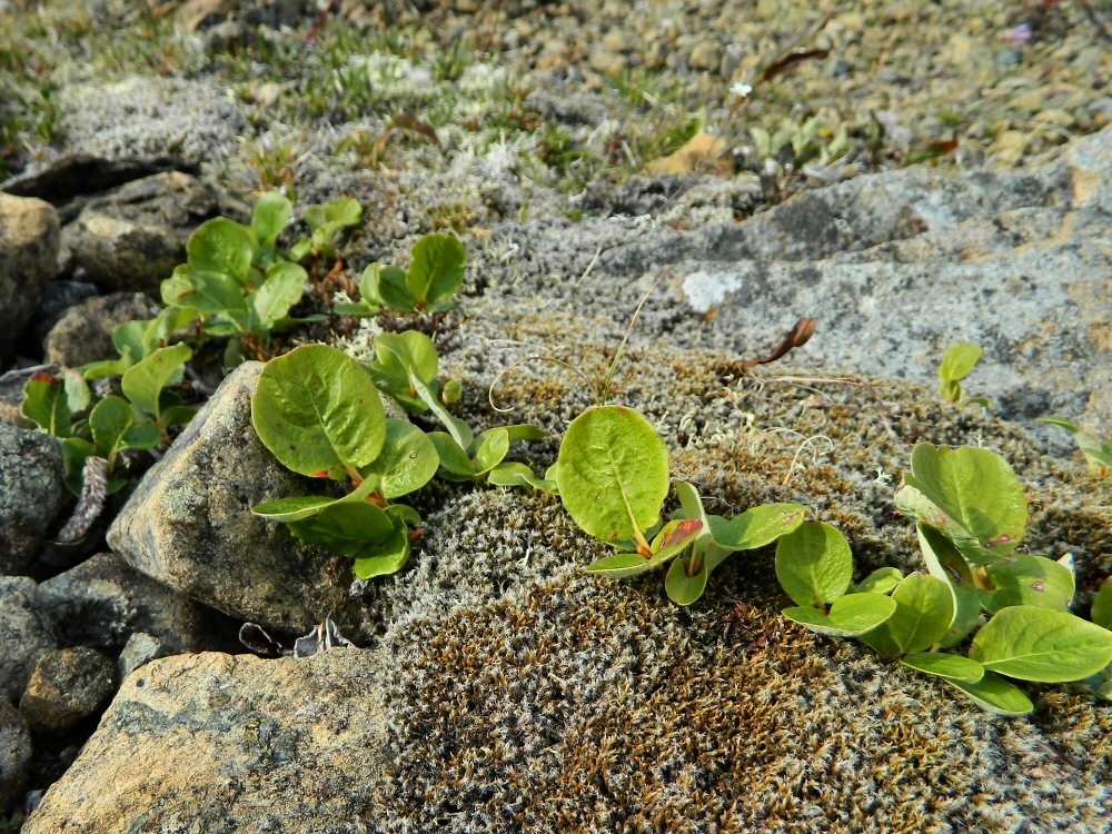 Image of Salix nummularia specimen.