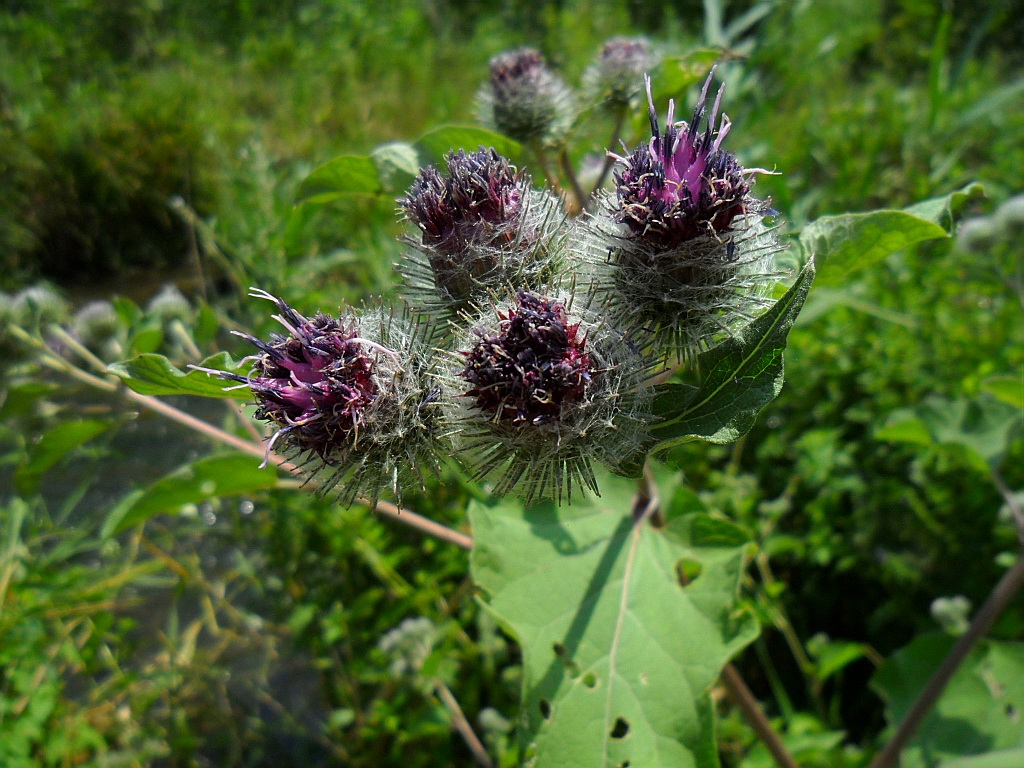 Image of Arctium tomentosum specimen.