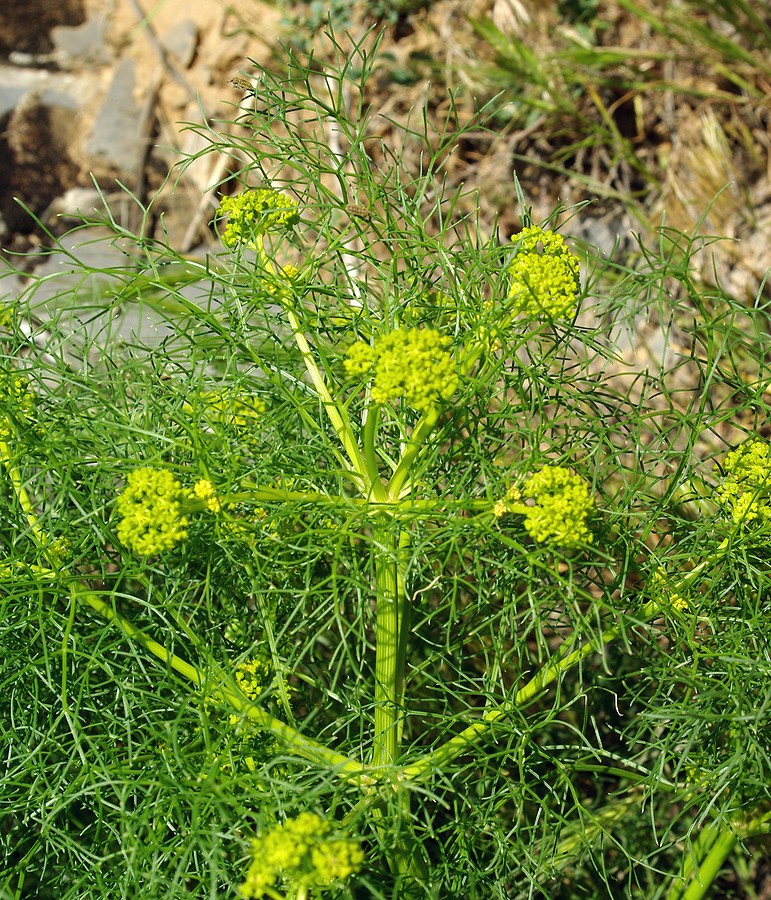 Изображение особи Prangos ornata.