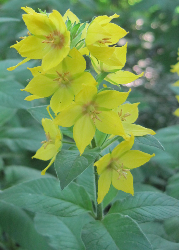 Image of Lysimachia punctata specimen.