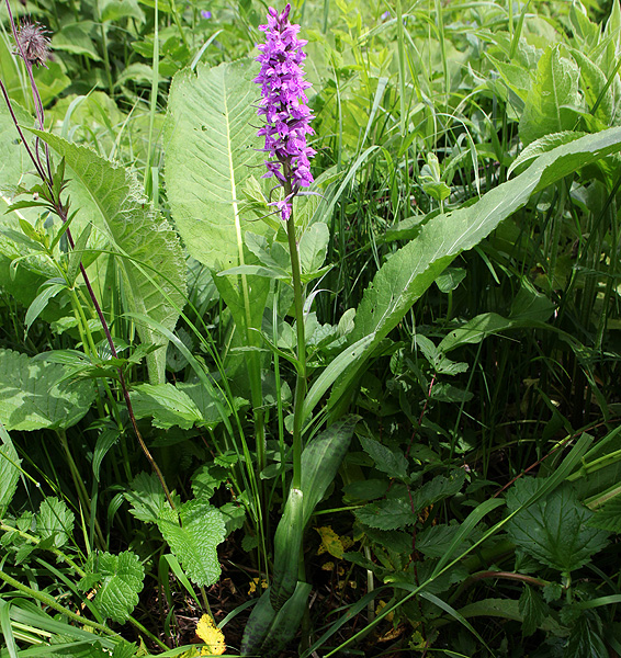 Изображение особи Dactylorhiza urvilleana.