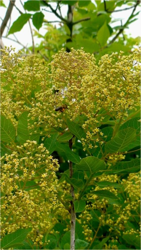 Image of Cotinus coggygria specimen.