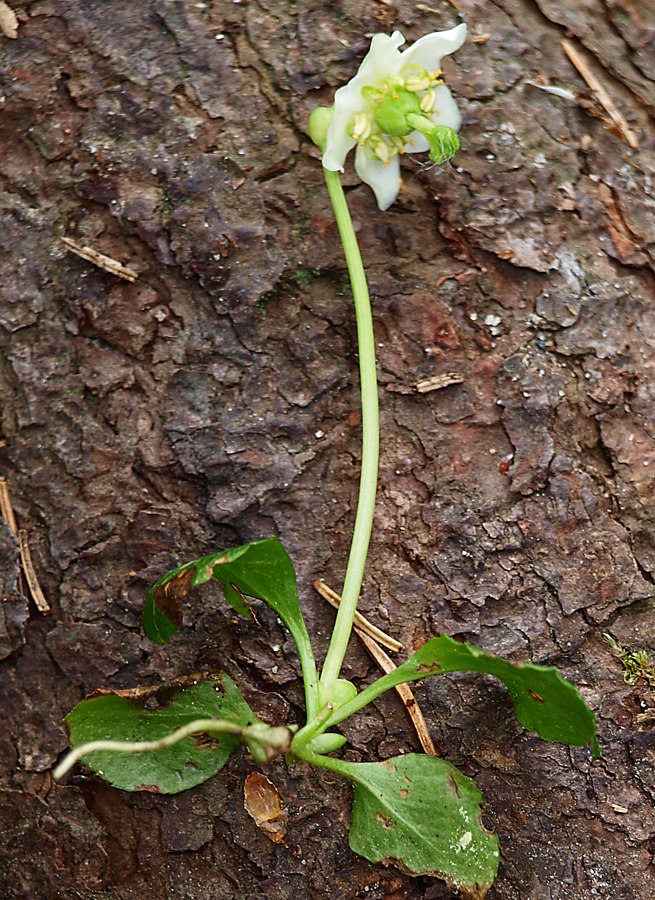 Image of Moneses uniflora specimen.