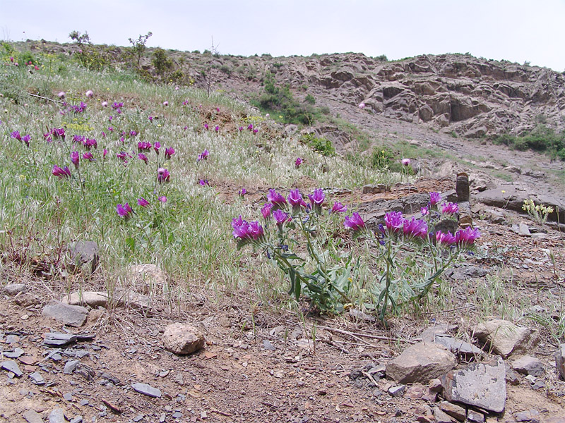 Image of Echium amoenum specimen.