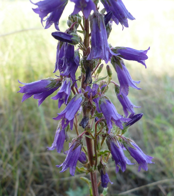 Изображение особи Campanula sibirica.