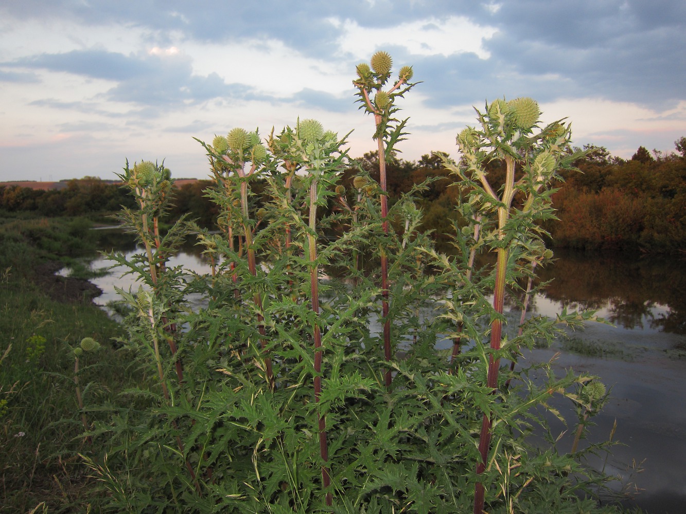 Изображение особи Echinops sphaerocephalus.