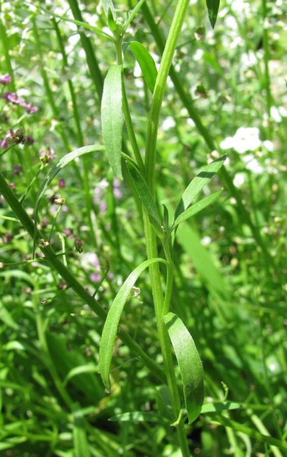 Image of Lobularia maritima specimen.