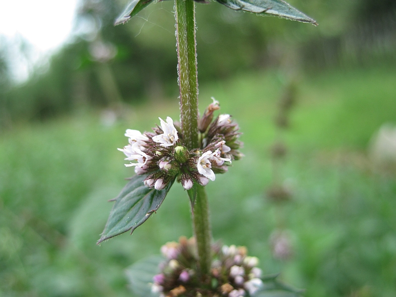 Image of Mentha &times; gracilis specimen.