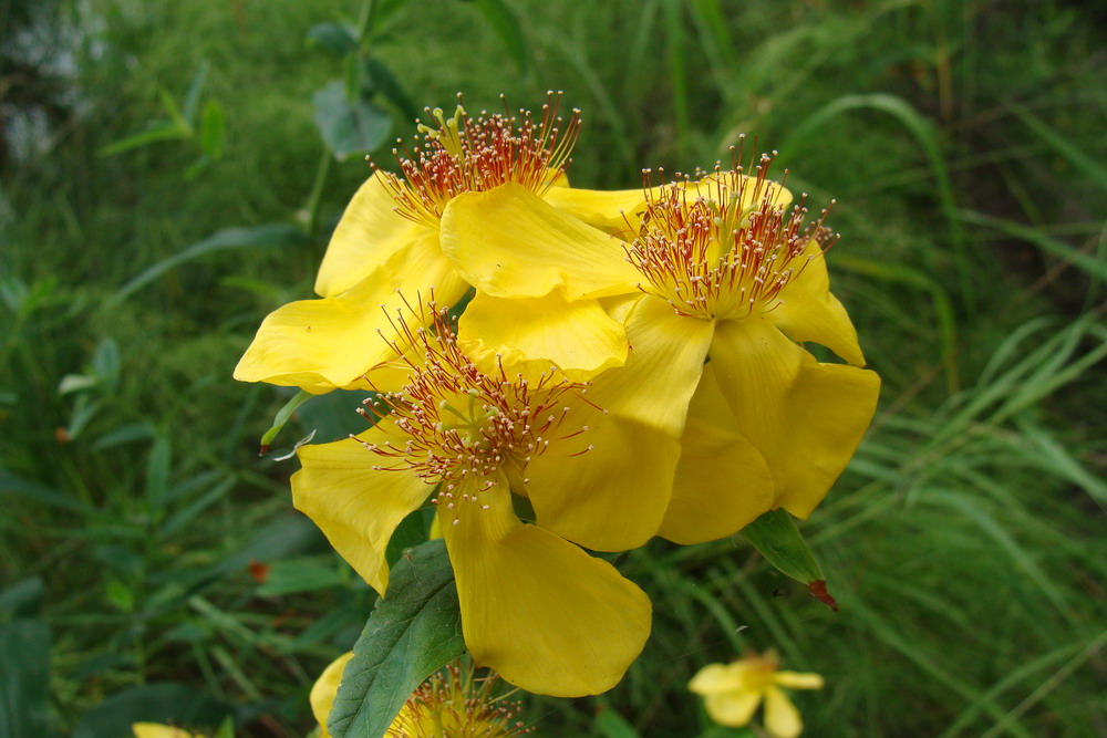 Image of Hypericum ascyron specimen.