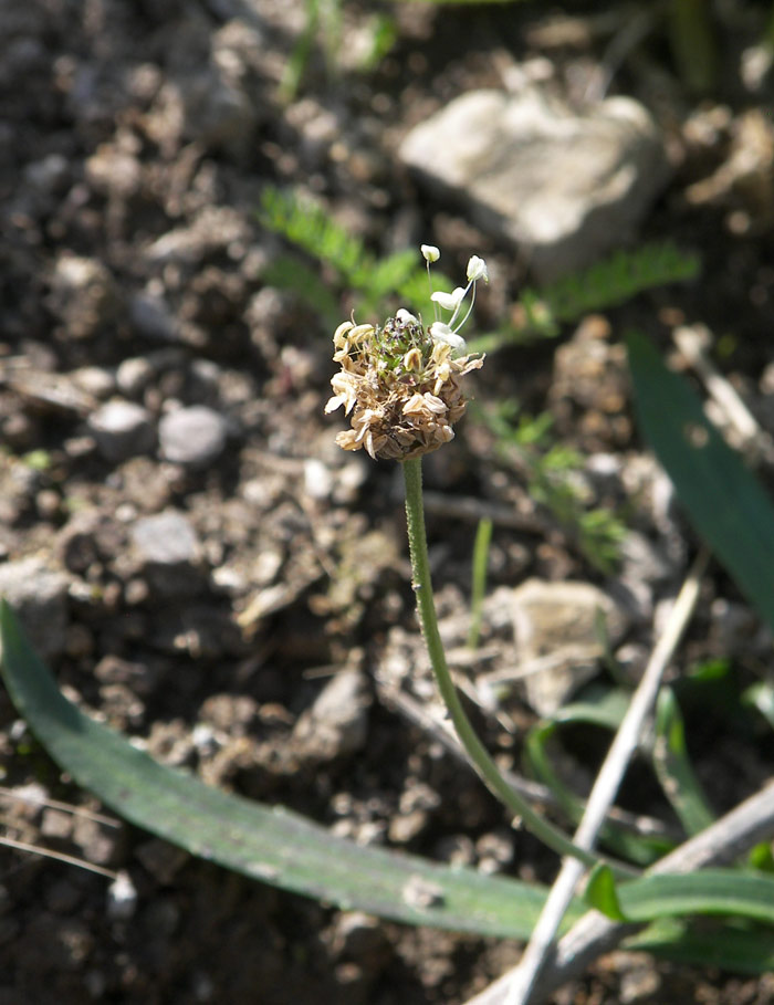 Image of Plantago atrata specimen.