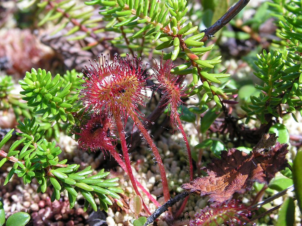 Image of Drosera rotundifolia specimen.