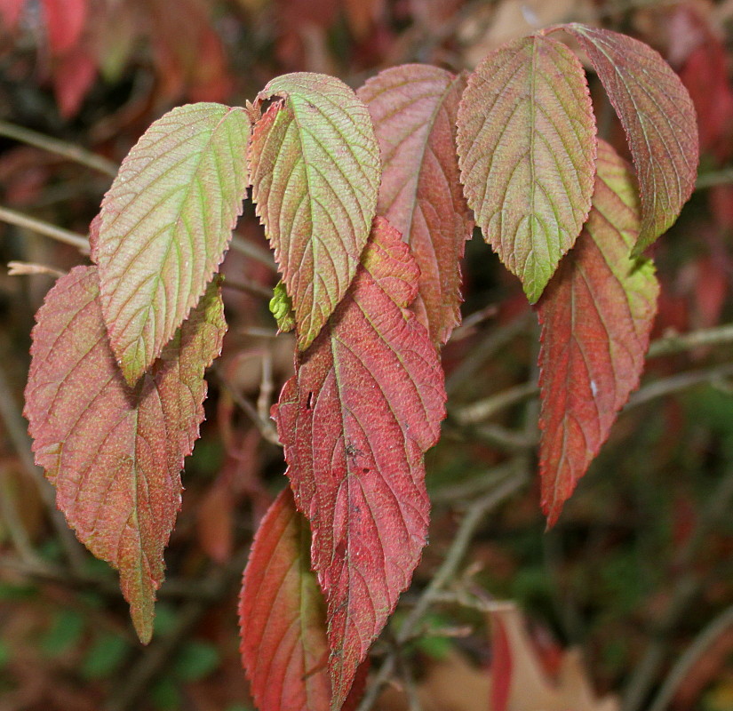 Image of Viburnum plicatum specimen.