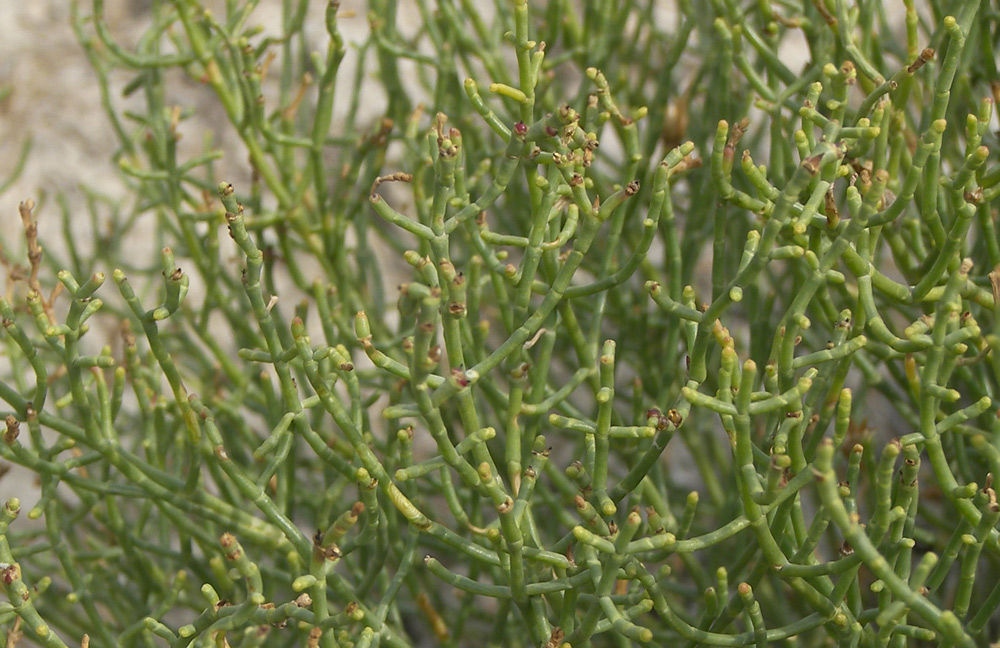 Image of Anabasis salsa specimen.