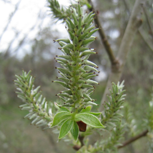 Image of Salix cinerea specimen.