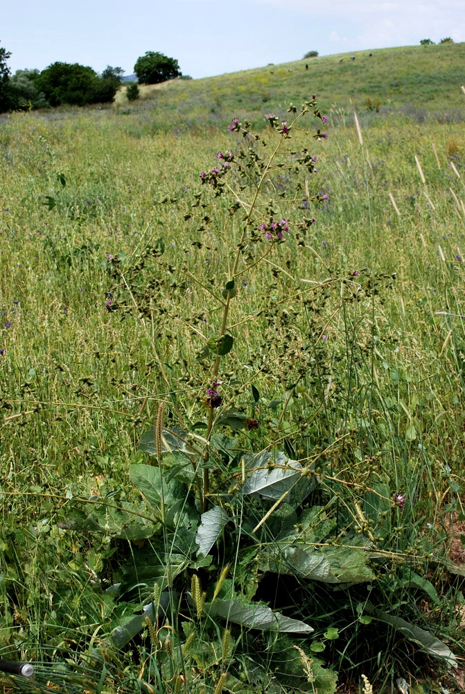 Изображение особи Cousinia umbrosa.