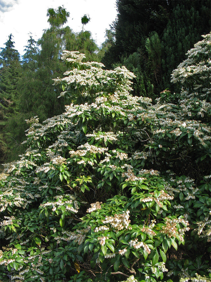 Image of Pieris japonica specimen.