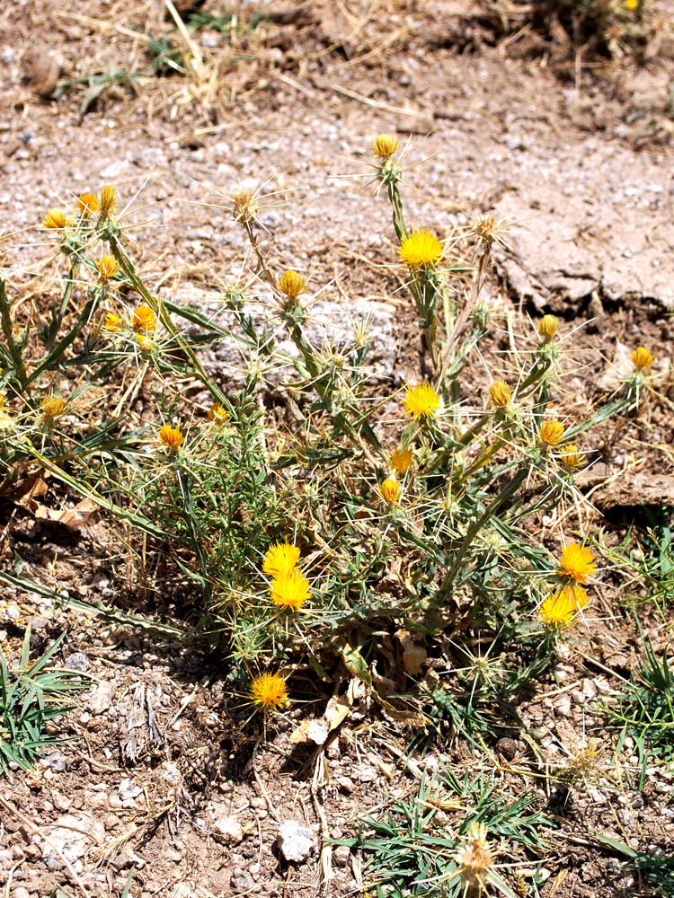 Image of Centaurea solstitialis specimen.