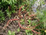 Rumex marschallianus