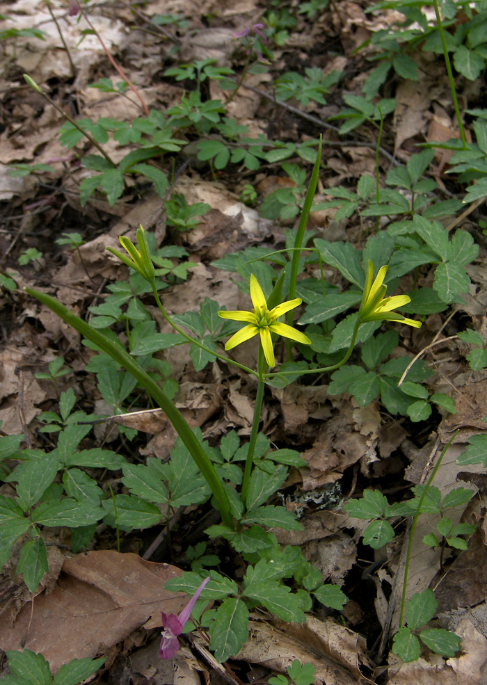 Image of Gagea lutea specimen.