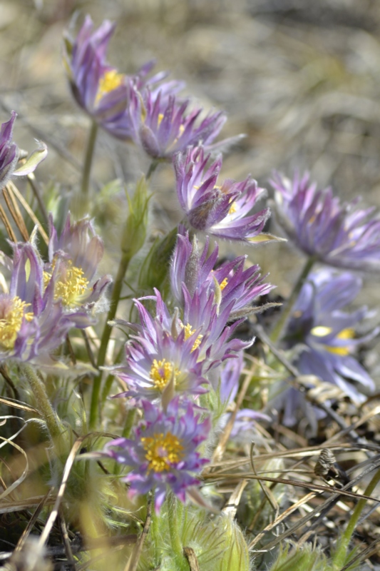 Изображение особи Pulsatilla multifida.