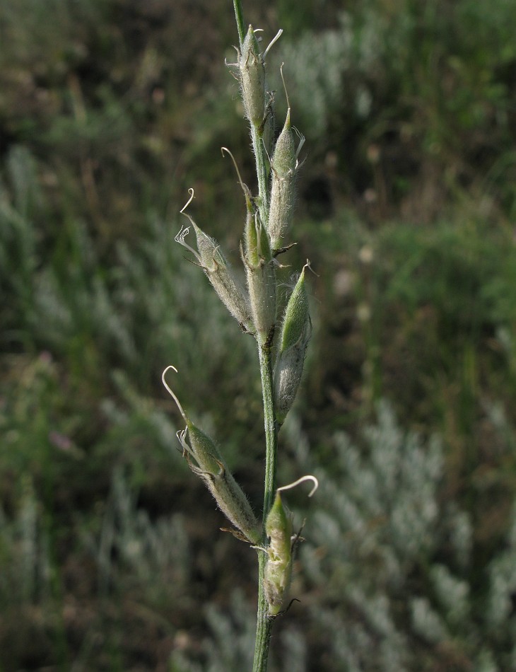 Изображение особи Astragalus pallescens.