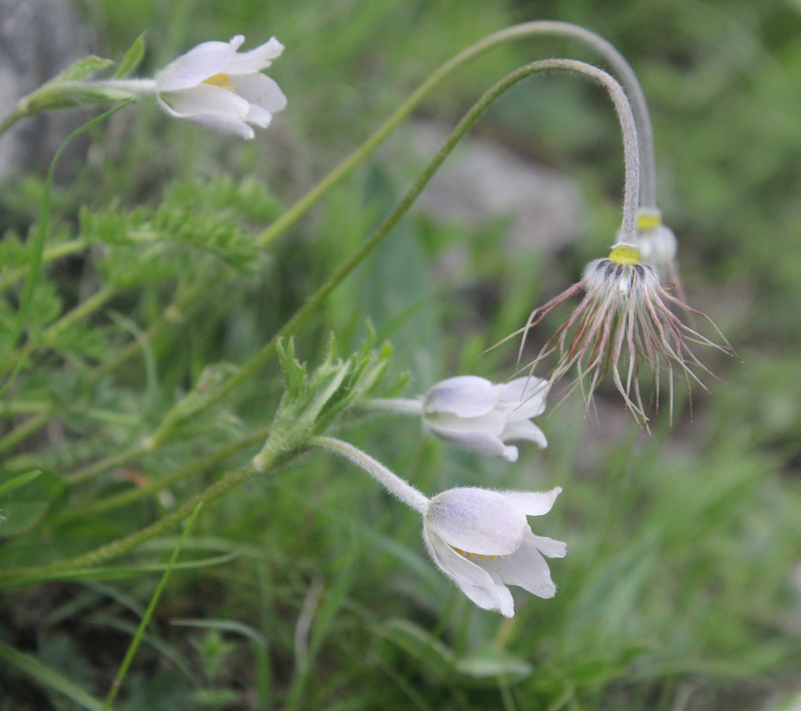 Изображение особи Pulsatilla violacea.