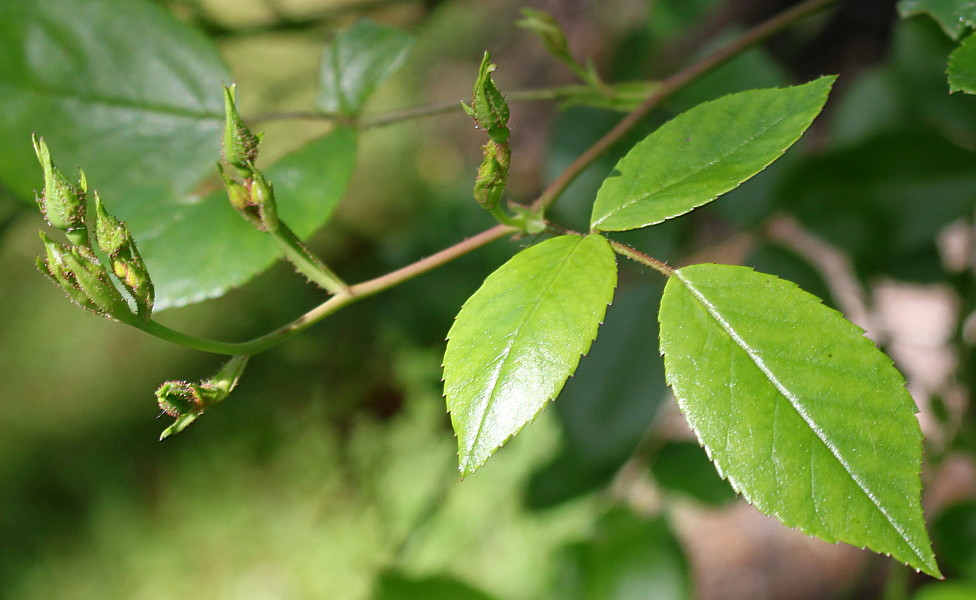 Image of Rosa setipoda specimen.