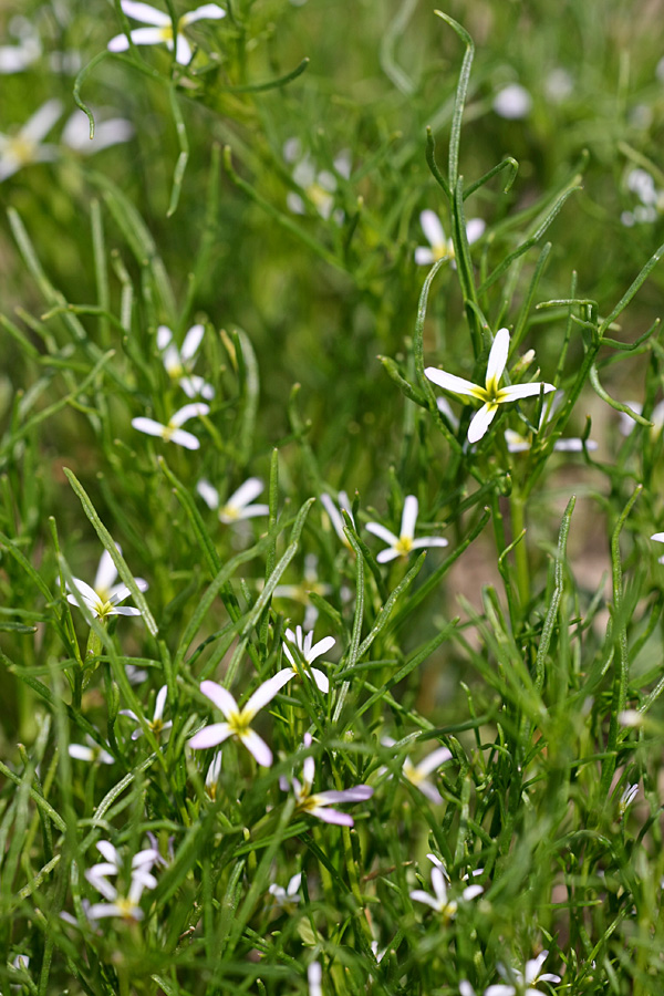 Изображение особи Leptaleum filifolium.