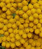 Achillea filipendulina