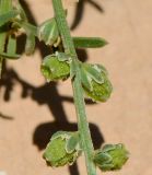 Reseda subspecies decursiva