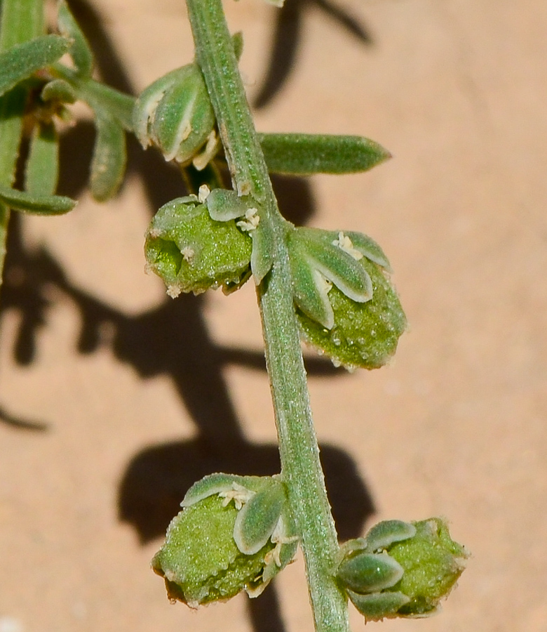 Image of Reseda alba ssp. decursiva specimen.