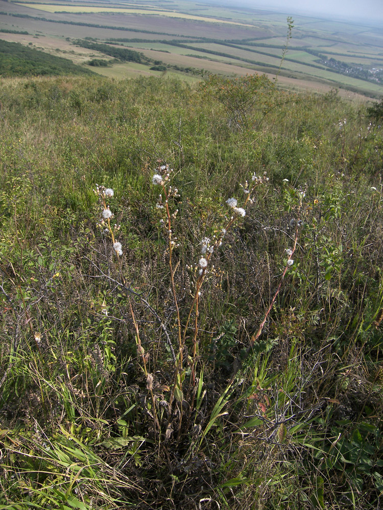 Изображение особи Crepis pannonica.