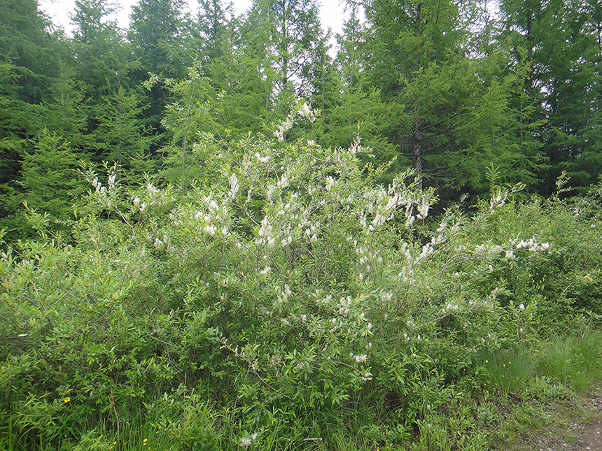 Image of genus Salix specimen.