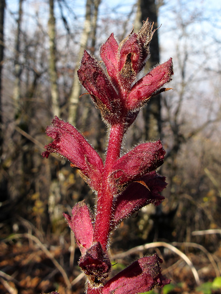 Изображение особи Orobanche laxissima.