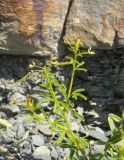 Cleome circassica