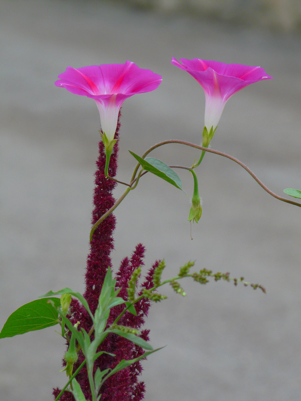 Image of Ipomoea purpurea specimen.