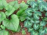 Смотреть изображение Cyclamen persicum