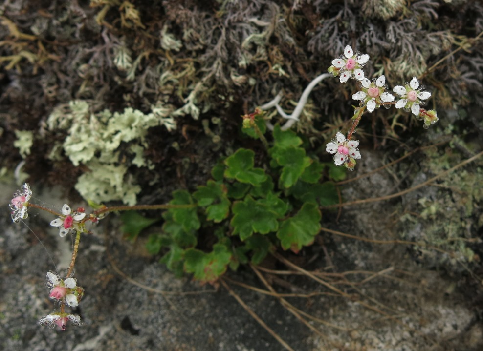 Image of Micranthes nudicaulis specimen.