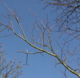 Acer circinatum. Ветка покоящегося растения. Германия, г. Дюссельдорф, Ботанический сад университета. 10.03.2014.