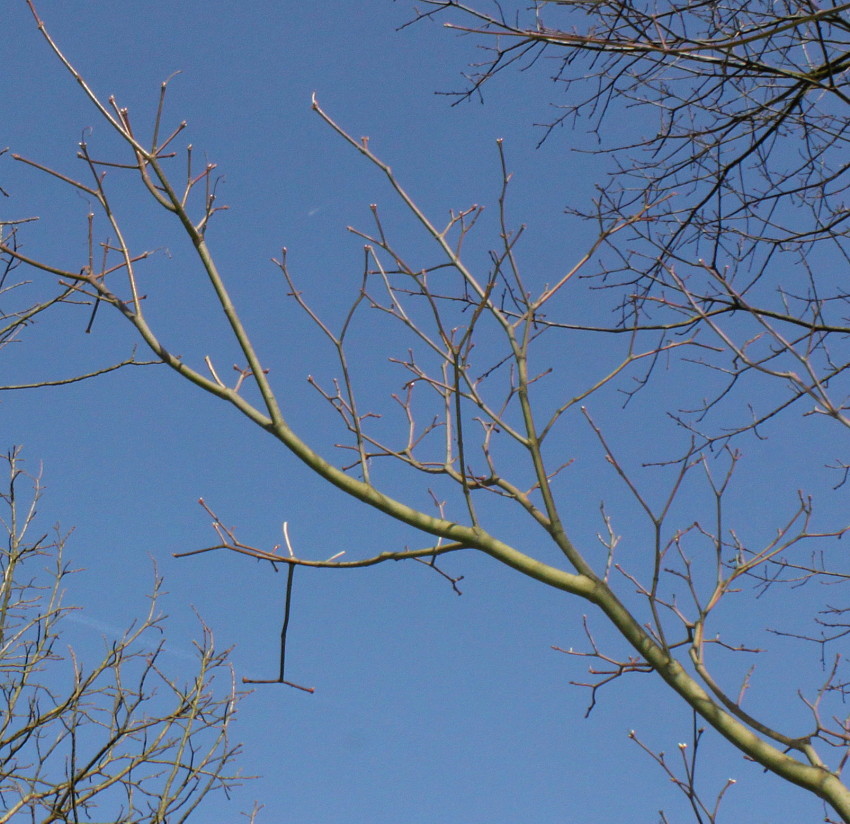 Image of Acer circinatum specimen.