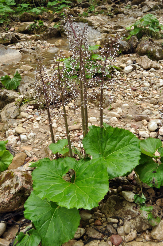 Image of Petasites hybridus specimen.