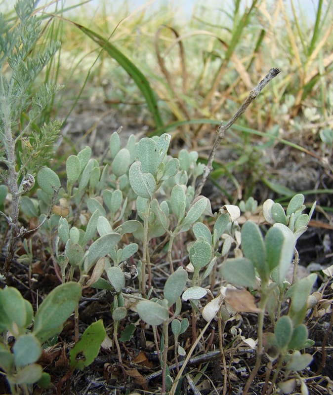 Image of Halimione pedunculata specimen.