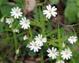 Stellaria holostea. Цветки. Адыгея, левый берег р. Белая, вдоль тропы из пос. Каменномостовский до водопадов Руфабго. 27.04.2013.