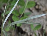 Ranunculus illyricus