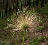 Pulsatilla orientali-sibirica