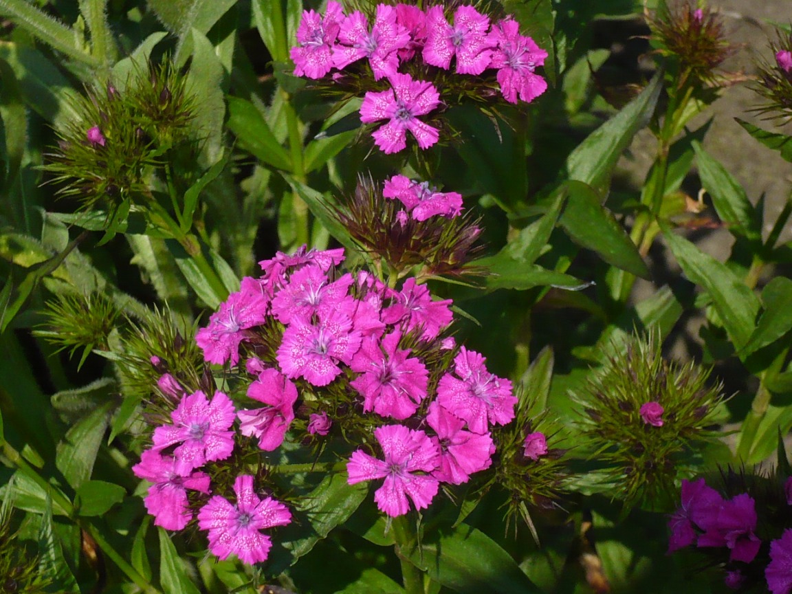 Изображение особи Dianthus barbatus.